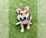 Small #1 Mutt