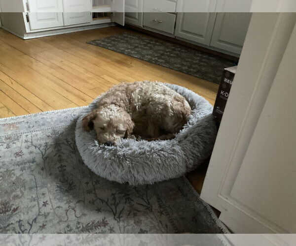 Medium Photo #3 Goldendoodle (Miniature) Puppy For Sale in Brooklyn Center, MN, USA