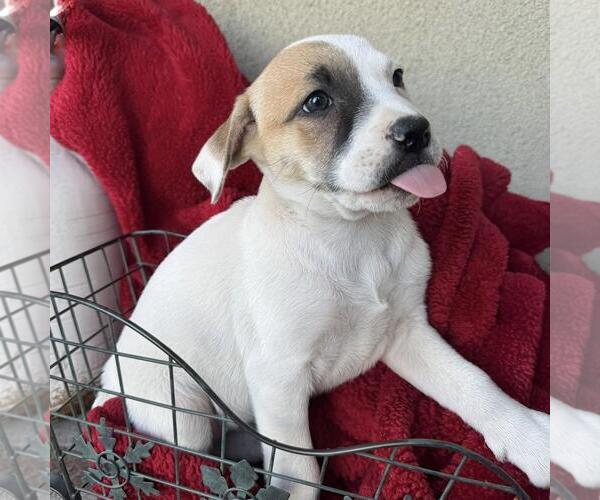 Medium Photo #4 Boxer-Unknown Mix Puppy For Sale in San Diego, CA, USA