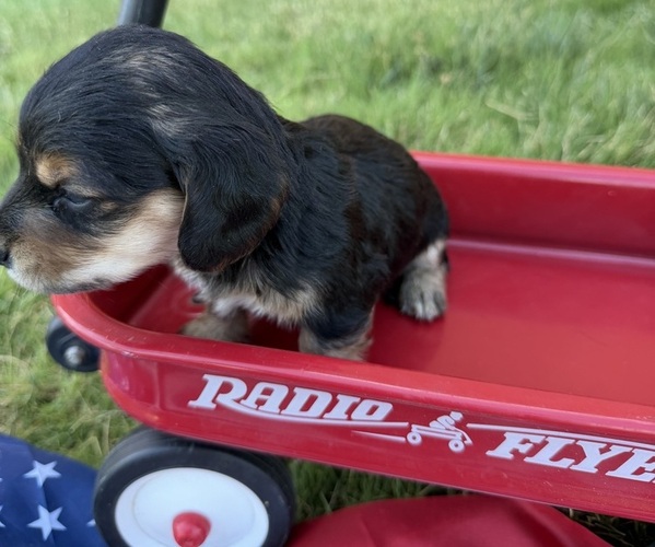 Medium Photo #4 Dachshund Puppy For Sale in BIG BEND, CO, USA