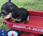 Small #3 Dachshund