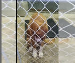 Small #11 Saint Bernard Mix