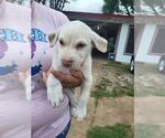 Small Labrador Retriever Mix