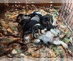 Small Beagle