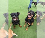 Small #4 Rottweiler