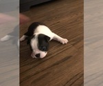Small Photo #9 Boston Terrier Puppy For Sale in BROOMFIELD, CO, USA