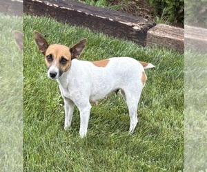 Mother of the Jack-Rat Terrier puppies born on 06/12/2026