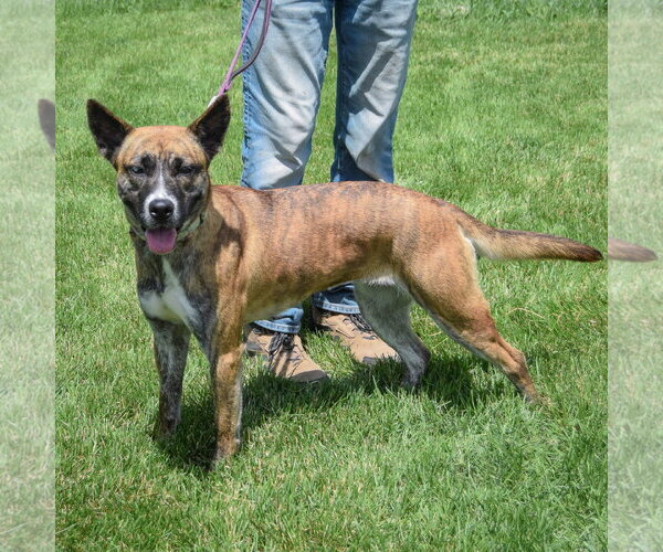 Medium Photo #4 Holland Shepherd-Unknown Mix Puppy For Sale in Huntley, IL, USA