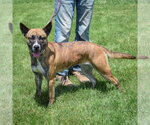 Small #3 Holland Shepherd Mix