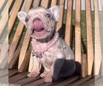 Small #16 French Bulldog