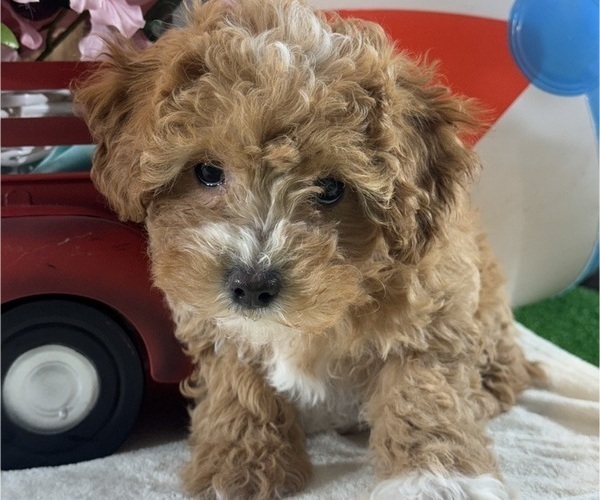 Medium Photo #2 Poodle (Toy) Puppy For Sale in CANOGA, NY, USA