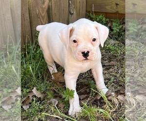 Boxer Puppy for Sale in MURFREESBORO, Tennessee USA