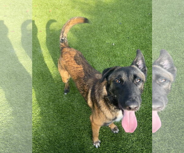 Medium Photo #3 German Shepherd Dog-Unknown Mix Puppy For Sale in Stevens Point, WI, USA