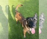 Small #2 German Shepherd Dog Mix