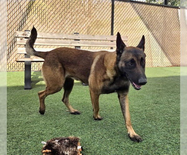 Medium Photo #1 Mutt Puppy For Sale in Norco, CA, USA