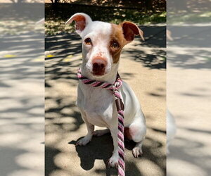 Chihuahua-Unknown Mix Dogs for adoption in Sacramento, CA, USA