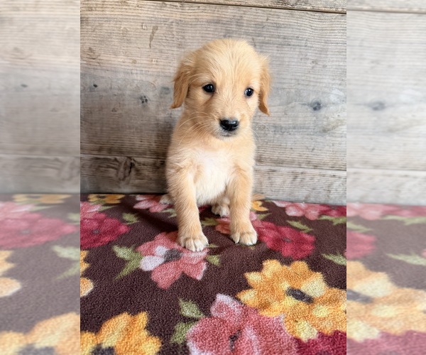 Medium Photo #5 Golden Retriever Puppy For Sale in VERMONTVILLE, MI, USA