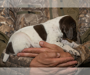 German Shorthaired Pointer Puppy for sale in RANDALL, MN, USA