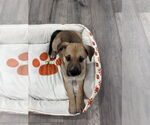 Small #2 Mutt