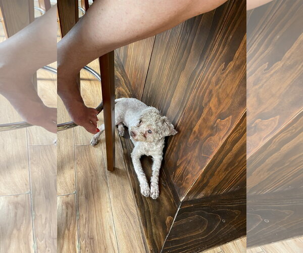 Medium Photo #3 Poodle (Miniature) Puppy For Sale in Valrico, FL, USA