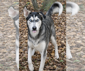 Pedro - Male Siberian Husky Dog for Adoption - Photo #3
