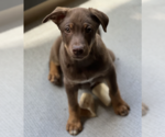 Small Photo #9 Mutt Puppy For Sale in Redmond, WA, USA