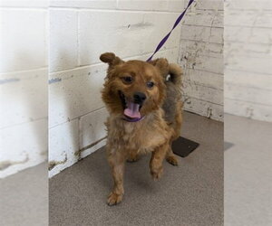 Pomeranian-Unknown Mix Dogs for adoption in San Bernardino, CA, USA