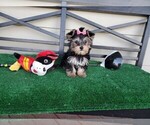 Small Photo #3 Yorkshire Terrier Puppy For Sale in SANTA CLARITA, CA, USA