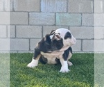 Small #5 English Bulldog