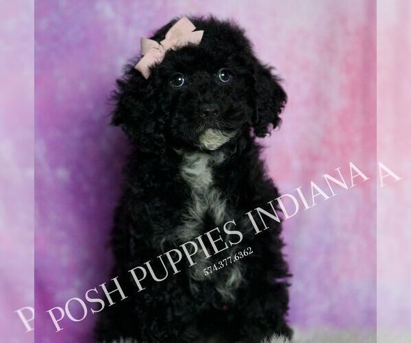 Medium Photo #2 Poodle (Toy) Puppy For Sale in WARSAW, IN, USA