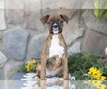 Small #1 Boxer