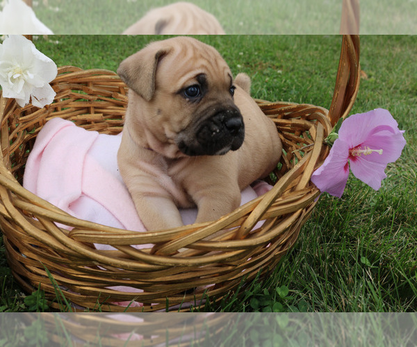 Medium Photo #5 Cane Corso Puppy For Sale in CAMBY, IN, USA
