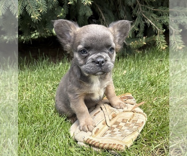 Medium Photo #1 French Bulldog Puppy For Sale in MIDDLEBURY, IN, USA