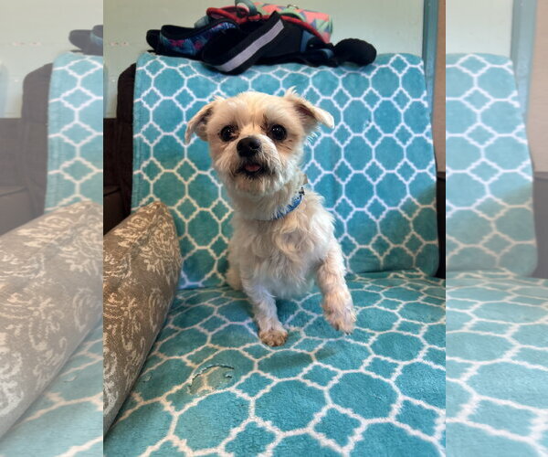 Medium Photo #4 Maltese Puppy For Sale in Pacolet, SC, USA