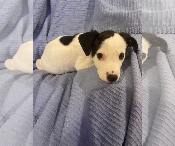 Medium Photo #2 Mutt Puppy For Sale in Sheboygan, WI, USA