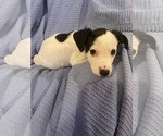 Small #1 Mutt
