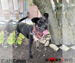 Small #1 Catahoula Leopard Dog Mix
