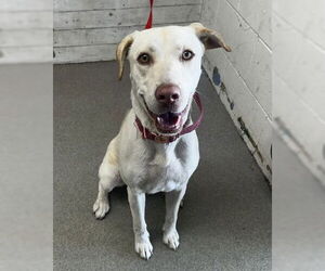 Labrador Retriever Dogs for adoption in San Bernardino, CA, USA