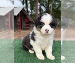 Puppy Addie Australian Shepherd