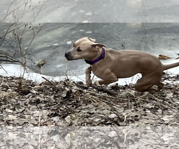 Medium Photo #12 American Bulldog-Unknown Mix Puppy For Sale in Princeton, MN, USA