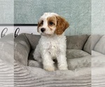 Small #2 Cavapoo