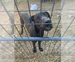 Small Great Dane