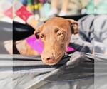 Small #1 German Shorthaired Pointer Mix
