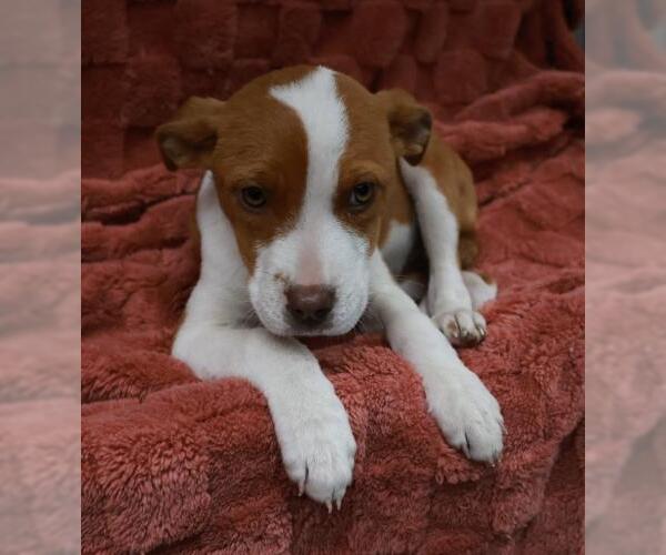 Medium Photo #1 Mutt Puppy For Sale in Thief River Falls, MN, USA