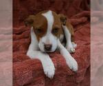 Clover - Female Mutt Dog for Adoption - Small photo
