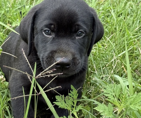 Medium Photo #16 Labrador Retriever Puppy For Sale in SPOTSYLVANIA, VA, USA
