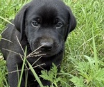 Small Photo #16 Labrador Retriever Puppy For Sale in SPOTSYLVANIA, VA, USA