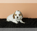 Small Photo #22 Cocker Spaniel Puppy For Sale in NAPPANEE, IN, USA