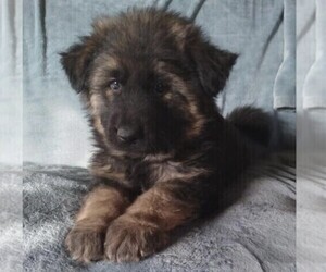 King Shepherd Puppy for sale in YUCCA VALLEY, CA, USA