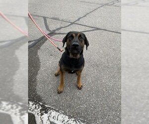 Rottweiler-Unknown Mix Dogs for adoption in Vaughan, Ontario, Canada